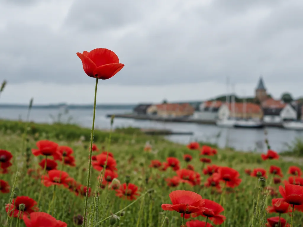 En ensam hög röd vallmo reser sig över ett fält av lägre vallmor, med en liten dansk hamnstad i bakgrunden